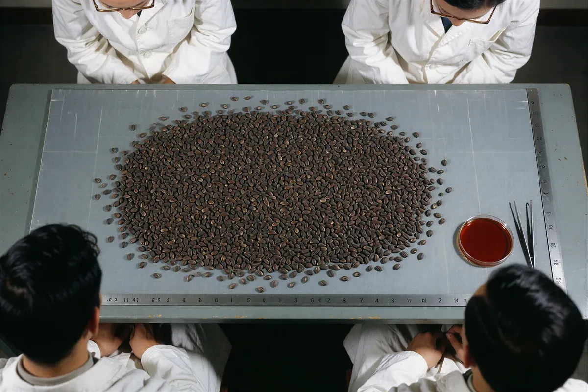 Technicians in lab coats lean over a large grey board covered edge to edge in black banana seeds, a small dish and forceps at the side