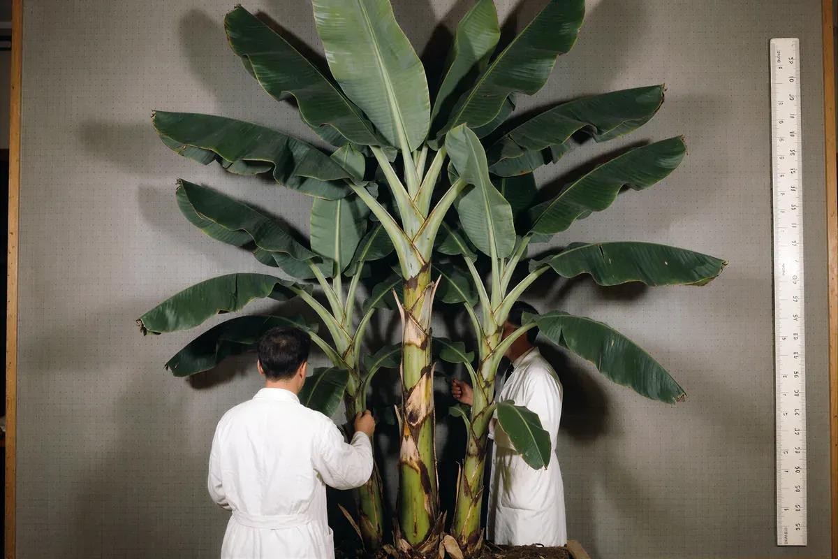 Two technicians in lab coats examine a tall banana plant standing against a grey wall beside a giant steel ruler