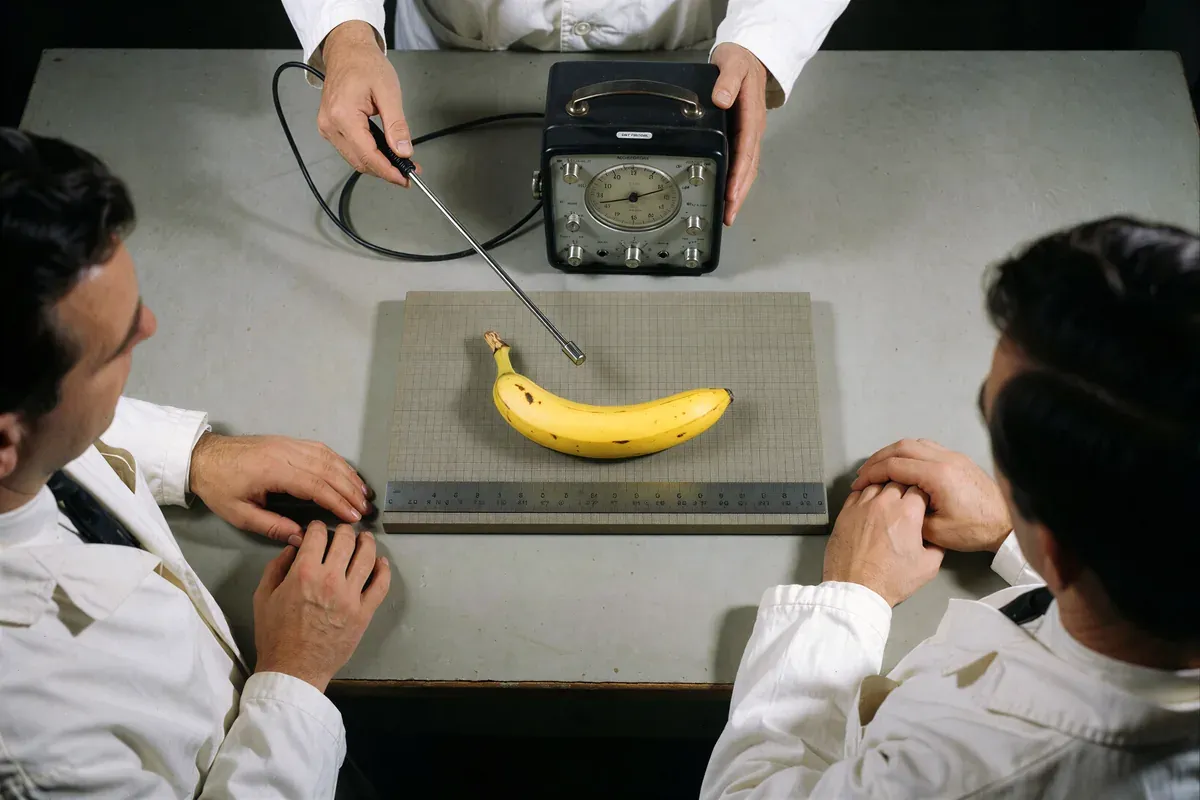 Overhead view of a yellow banana on a specimen board, a technician holding a vintage Geiger counter wand over it while two others watch