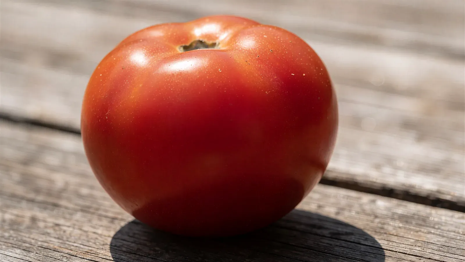A single ripe red tomato on a weathered wooden table in hard midday light